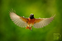 Rehek zahradni - Phoenicurus phoenicurus - Common Redstart s7631